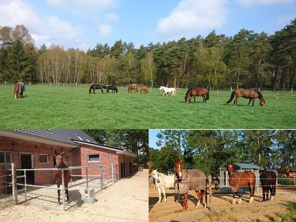 Ferienwohnung über dem Stutenstall Soltau Exterior foto